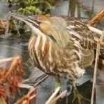 image of bird