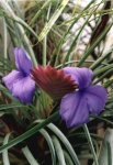 image of flower