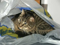 image of plastic_bag