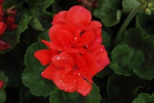 image of flower