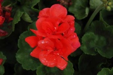 image of geranium #0