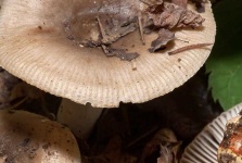 image of mushrooms