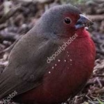 image of african_firefinch #1