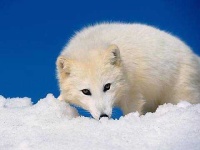 image of white_wolf #5