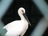 image of white_stork