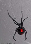 image of black_widow