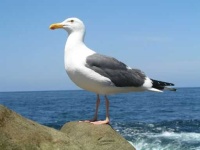 image of seagull