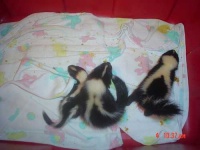 image of skunk