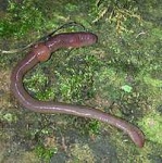 image of nematode