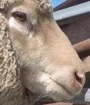 image of animal