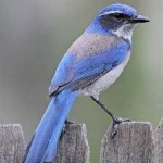 image of bird