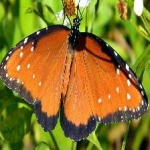 image of animal