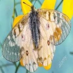 image of animal