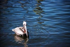 image of pelican