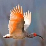 image of asian_crested_ibis #12