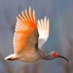 image of bird