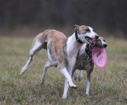 image of whippet #33