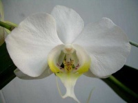 image of moon_orchid #36