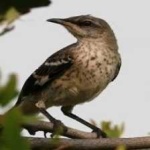 image of bird