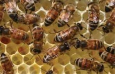 image of honeycomb