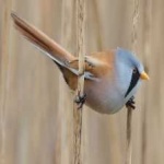 image of bird