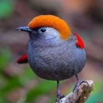image of bird