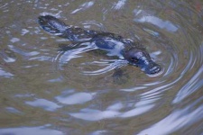 image of platypus