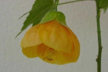 image of flower