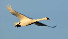 image of swan #23