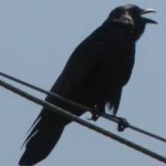 image of bird