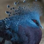 image of victoria_crowned_pigeon #9