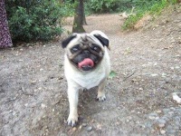 image of pug