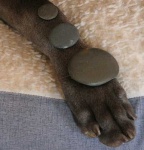 image of weimaraner