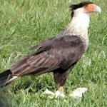 image of bird