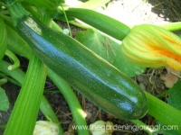 image of zucchini