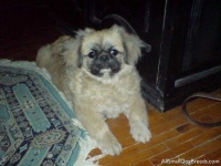 image of pekinese