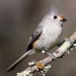 image of bird