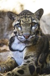 image of animal