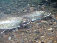 image of coho