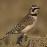 image of bird