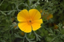 image of flower