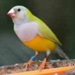 image of bird
