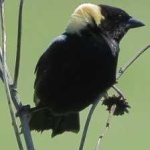 image of bird