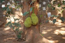 image of jackfruit