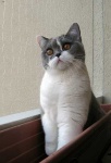 image of animal