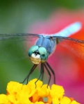 image of dragonfly