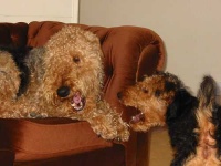 image of airedale