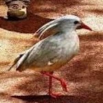 image of bird