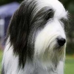 image of bearded_collie #14