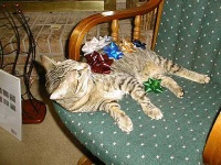 image of tiger_cat